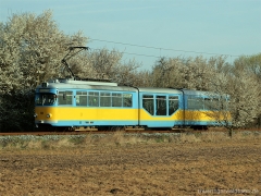 Frühlingsbote | Tw 505 | (c) U. Kutting