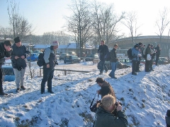 ... meist im Rudel ...