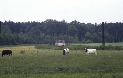 Drei Raufutter verzehrende Großvieheinheiten finden die Waldbahn uninteressant.