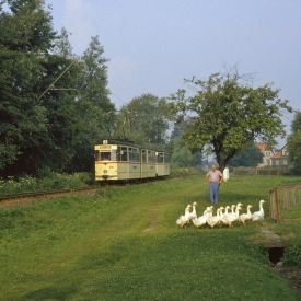 Jetzt entschieden Sekunden über das Gelingen des Motivs „Straßenbahn mit Gänsen“. Gänse sind schlaue Tiere und kennen den Weg zum Stall