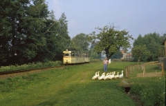 Jetzt entschieden Sekunden über das Gelingen des Motivs „Straßenbahn mit Gänsen“. Gänse sind schlaue Tiere und kennen den Weg zum Stall