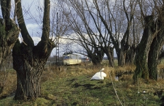Traute Zweisamkeit am Teich in Wahlwinkel.